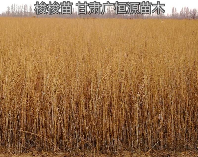 2021年梭梭苗供应商甘肃梭梭基地梭梭苗木价格
