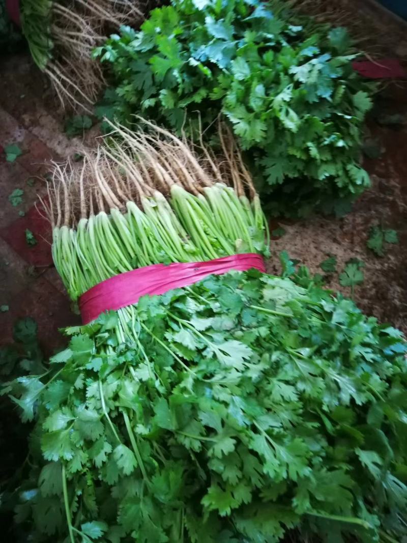 【推荐】精品大叶香菜，滑县万亩蔬菜基地，实力代办
