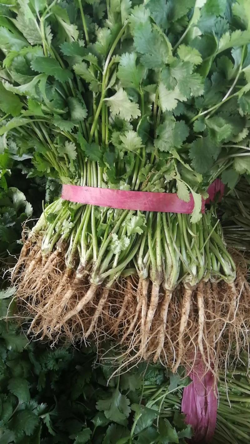 【推荐】精品大叶香菜，滑县万亩蔬菜基地，实力代办