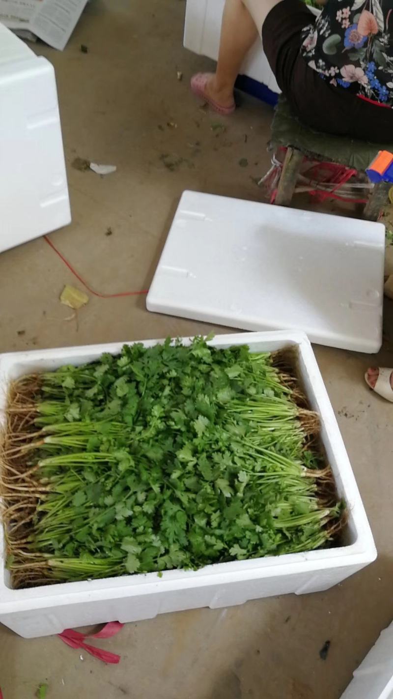 【推荐】精品大叶香菜，滑县万亩蔬菜基地，实力代办