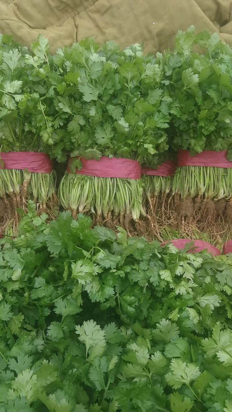 【推荐】精品大叶香菜，滑县万亩蔬菜基地，实力代办