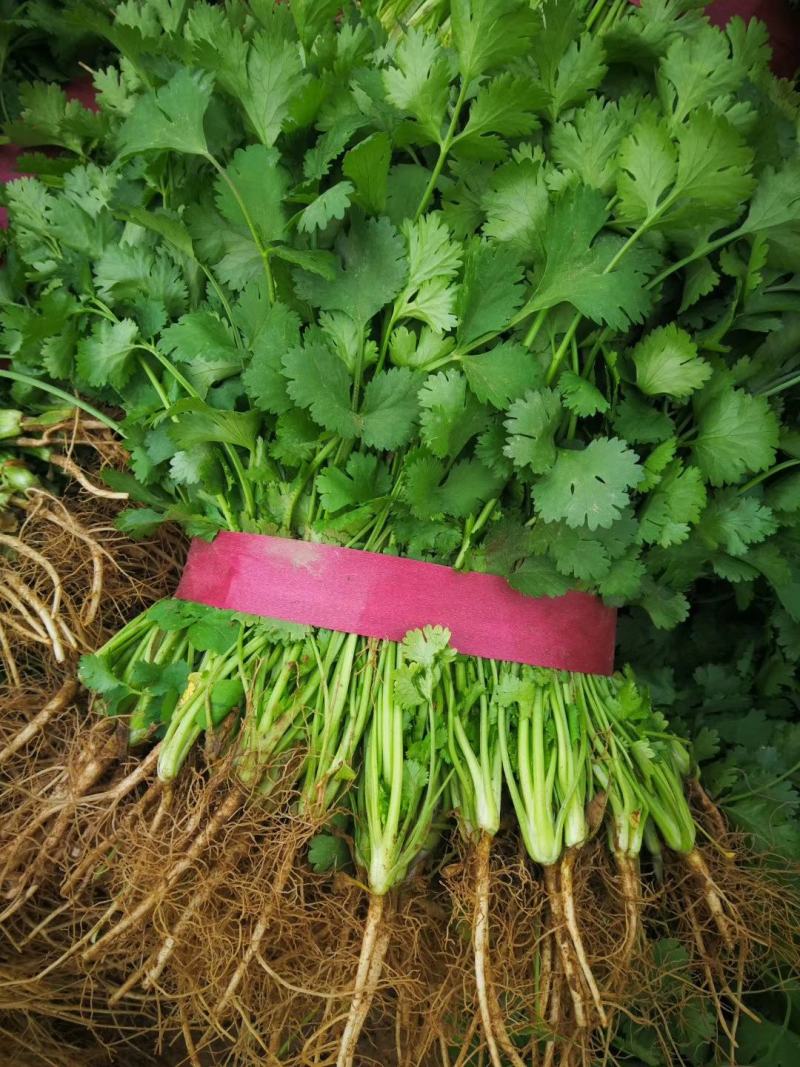 【推荐】精品大叶香菜，滑县万亩蔬菜基地，实力代办