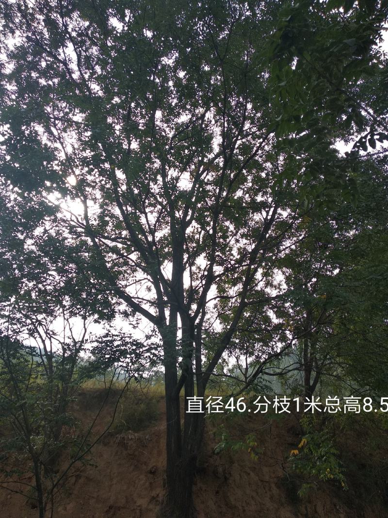 优质国槐，30-------60公分