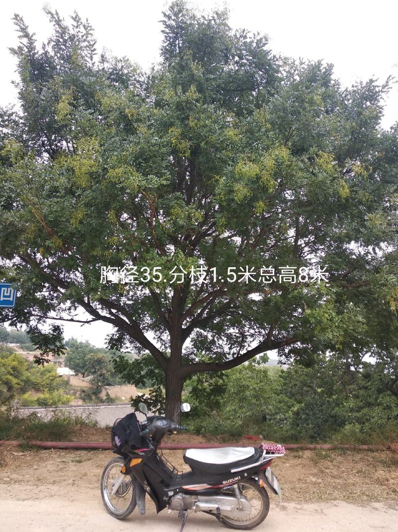 优质国槐，30-------60公分