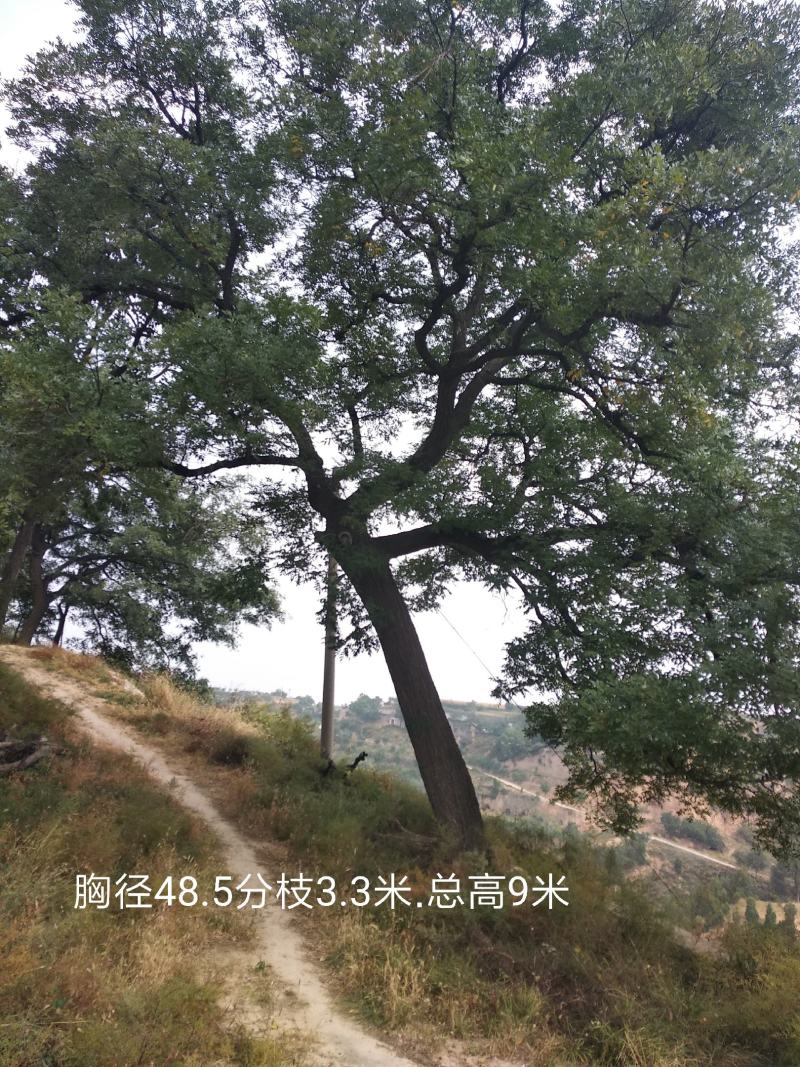 优质国槐，30-------60公分