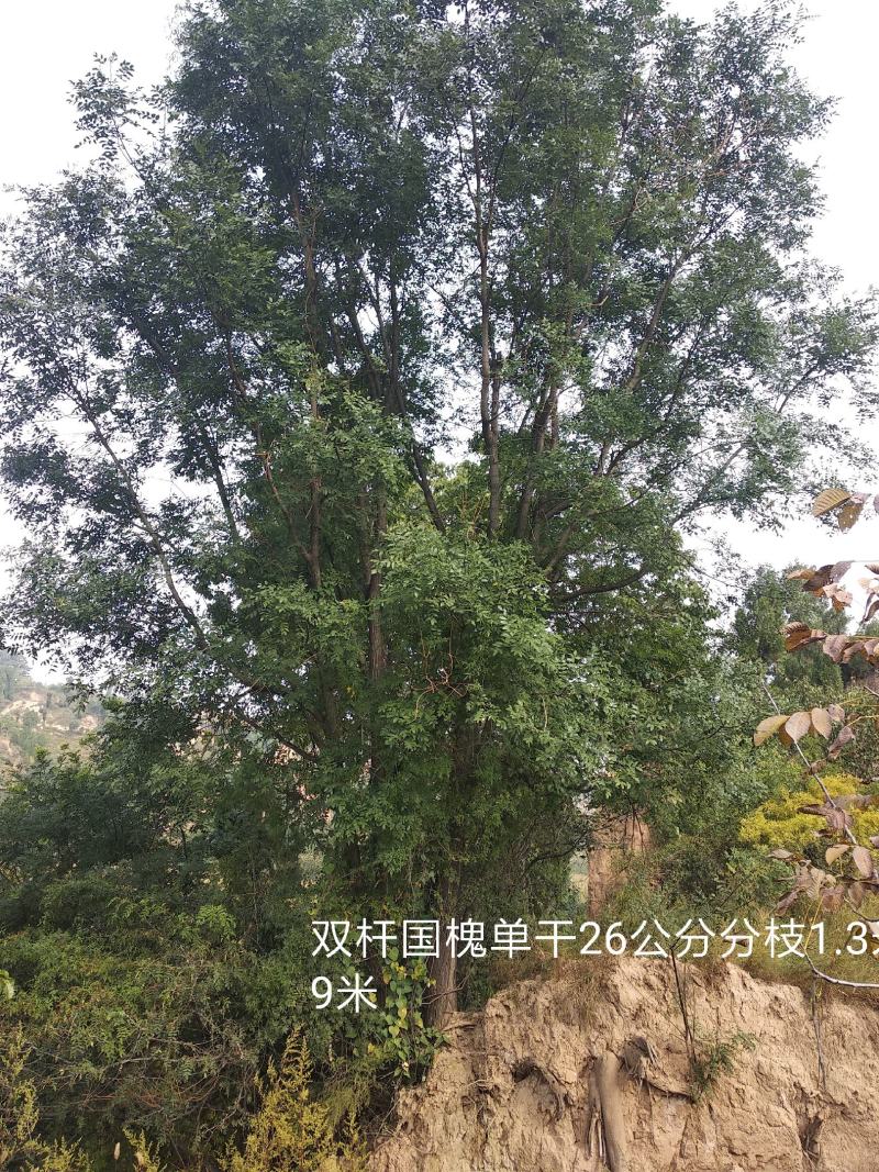 优质国槐，30-------60公分