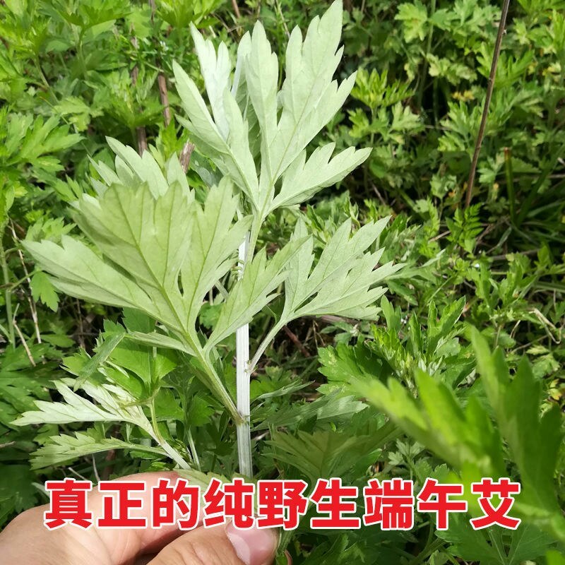 艾叶中药材干艾叶包邮