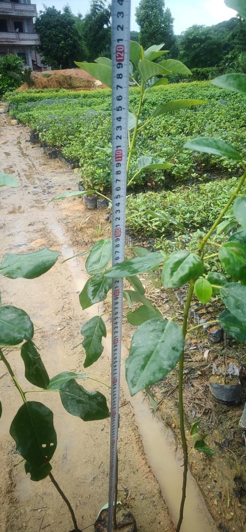 红花荷，袋苗30一100高