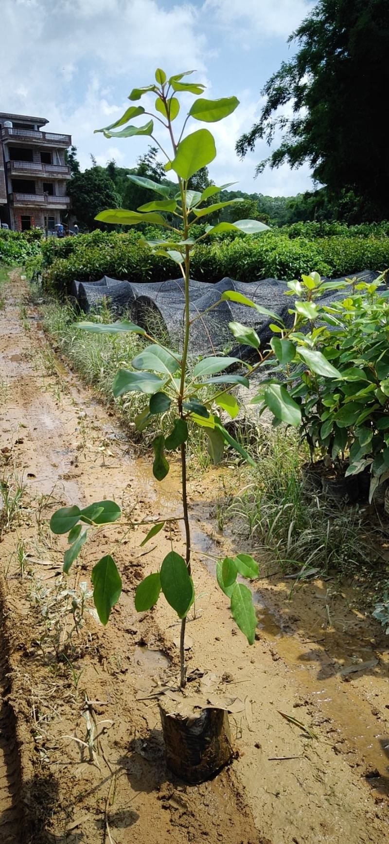 红花荷，袋苗30一100高