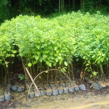 红花荷，袋苗30一100高