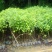 红花荷，袋苗30一100高