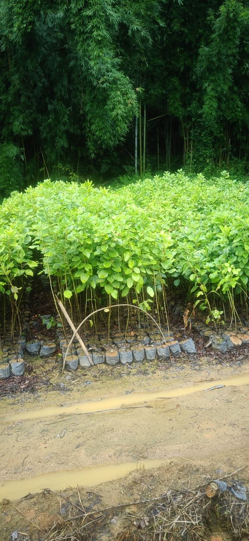 红花荷，袋苗30一100高