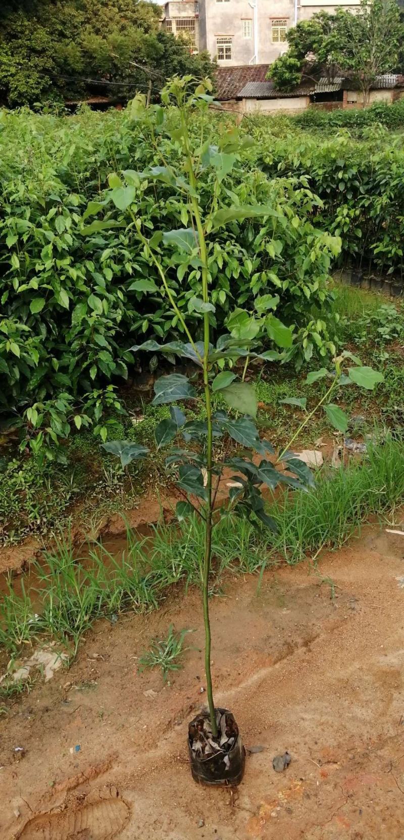红花荷，袋苗30一100高