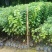 红花荷，袋苗30一100高
