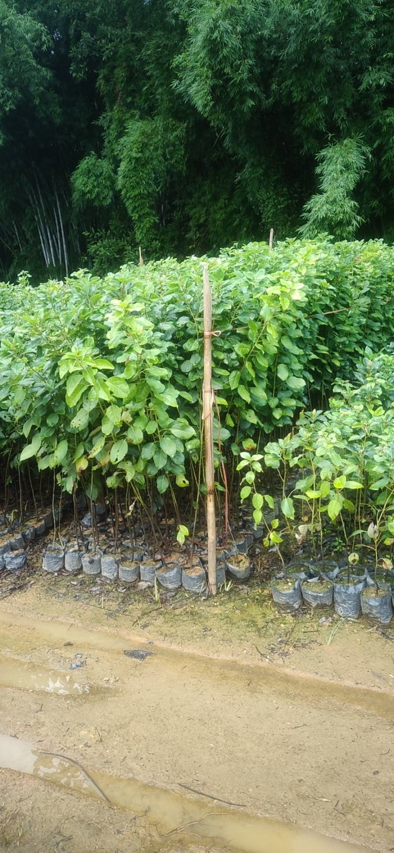 红花荷，袋苗30一100高