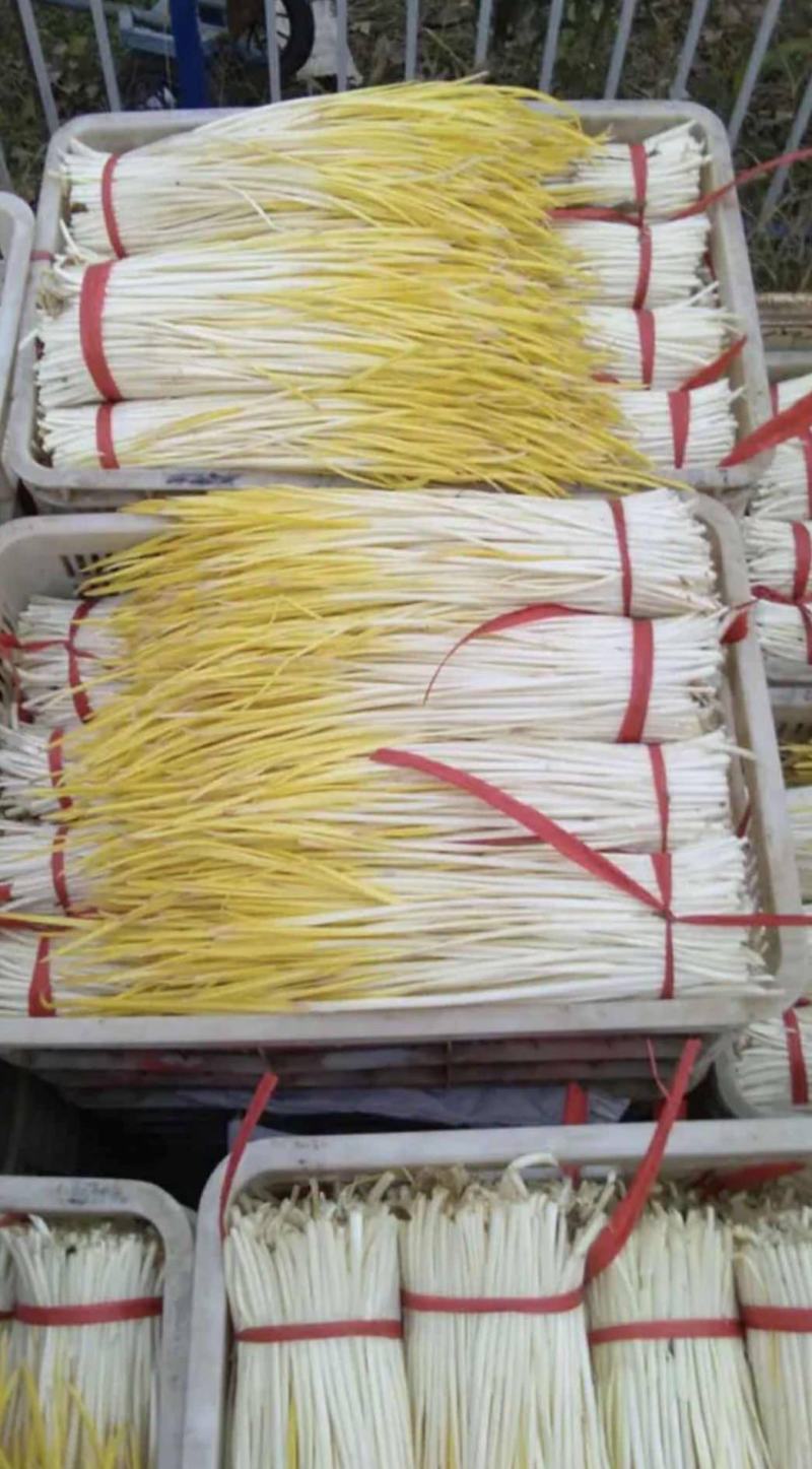 蒜黄水黄大量上市产地直销质量保证代发全国
