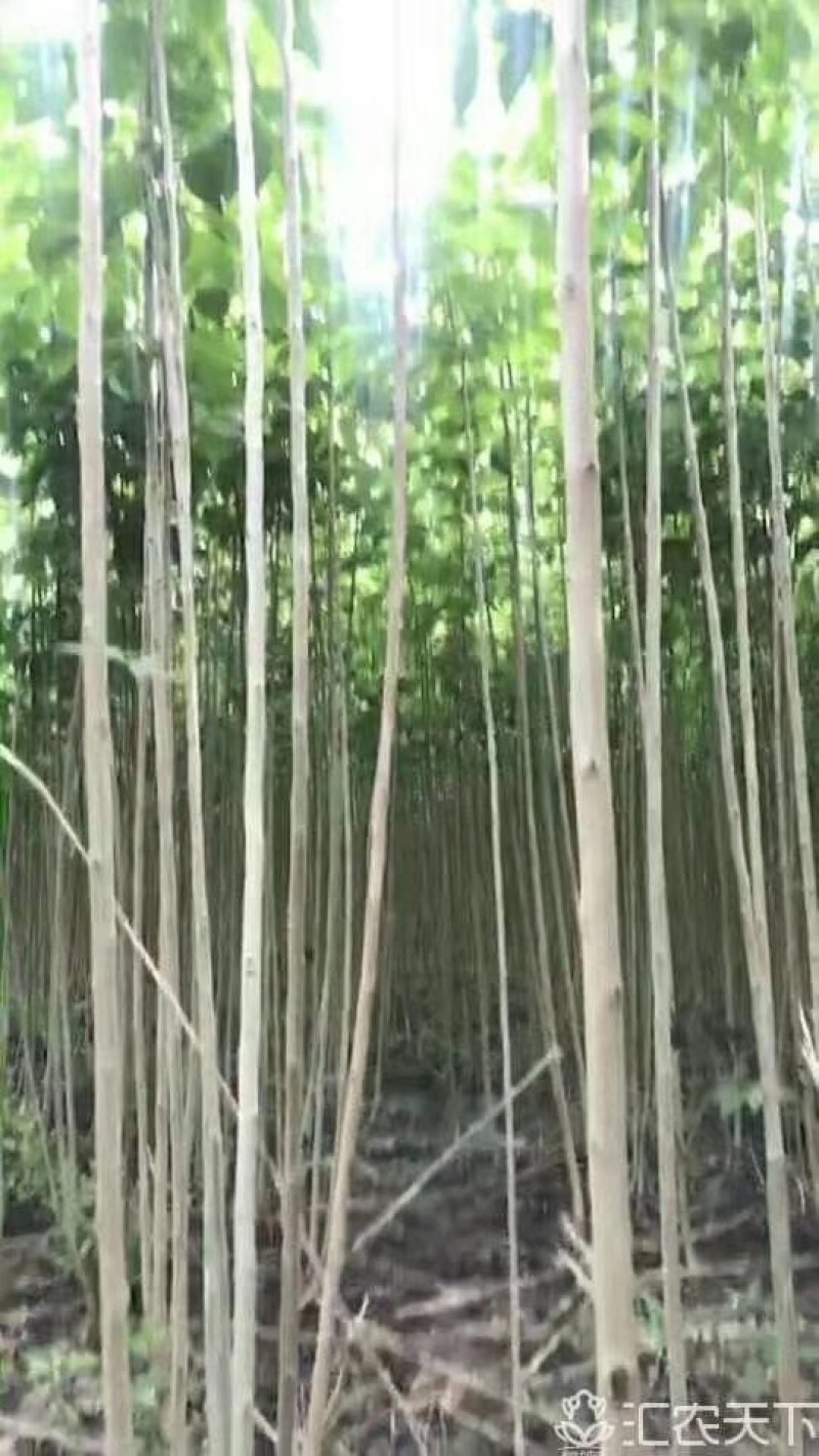 杜仲树苗