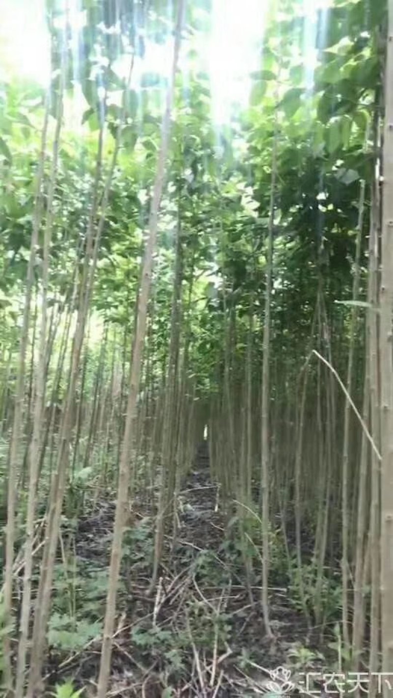 杜仲树苗