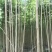 杜仲树苗