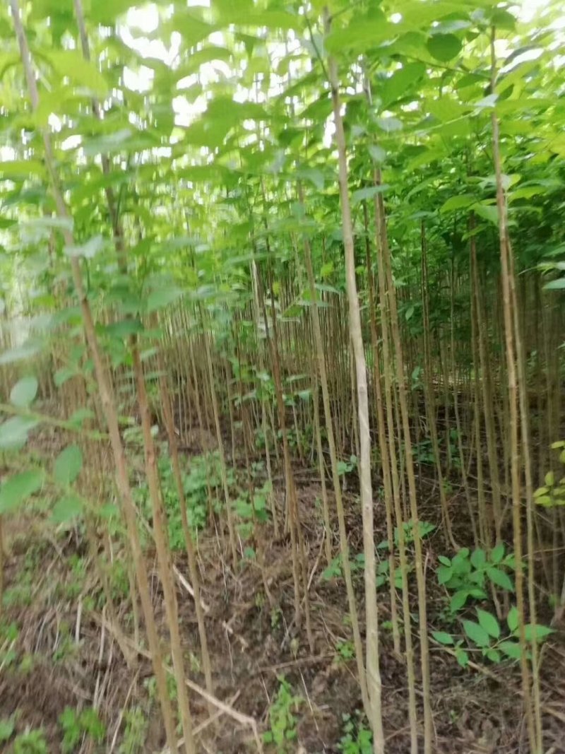 杜仲树苗