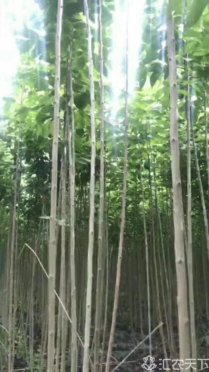 杜仲树苗