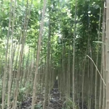 杜仲树苗