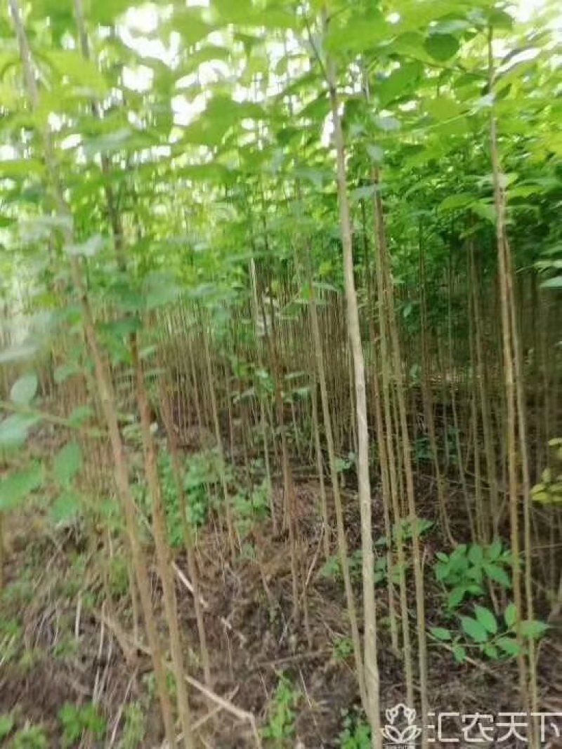 杜仲树苗