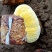 西峡县科达菌种厂桑黄菌包种植基地有桑黄菌种，和桑黄菌包
