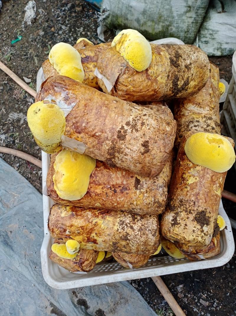 西峡县科达菌种厂桑黄菌包种植基地有桑黄菌种，和桑黄菌包