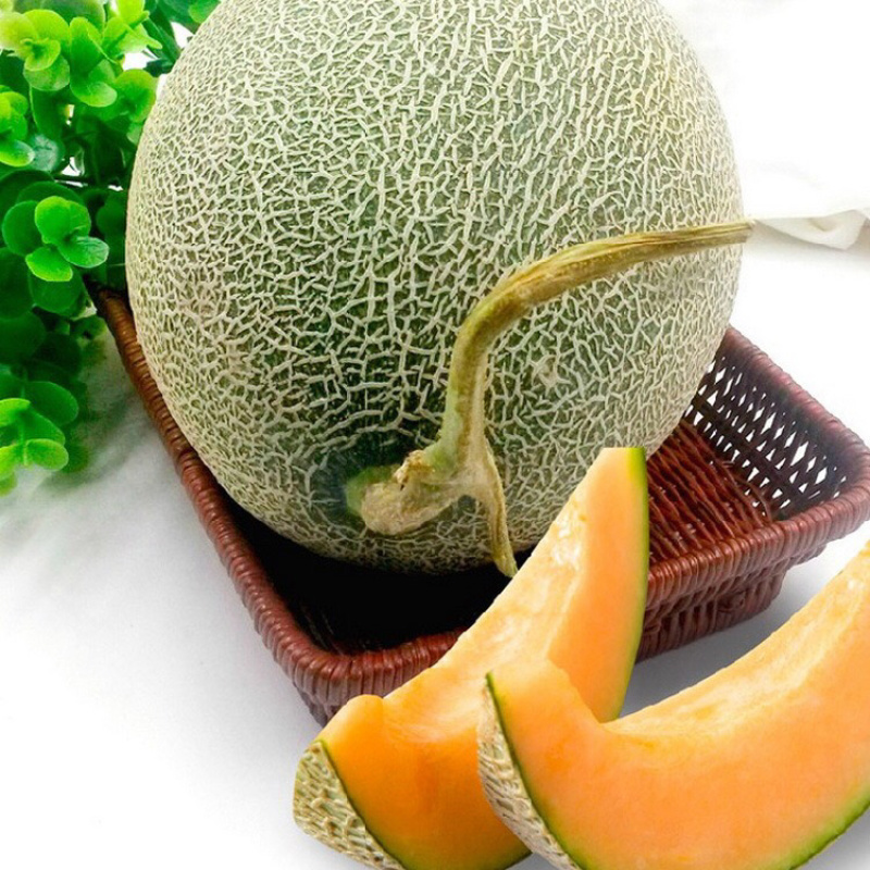 西州蜜，网纹蜜瓜，晓蜜25，哈密瓜