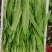 油麦菜20~25cm以上春季油麦已大量上市