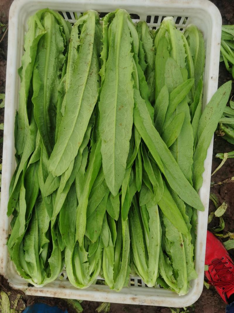 油麦菜20~25cm以上春季油麦已大量上市
