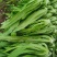 油麦菜20~25cm以上春季油麦已大量上市