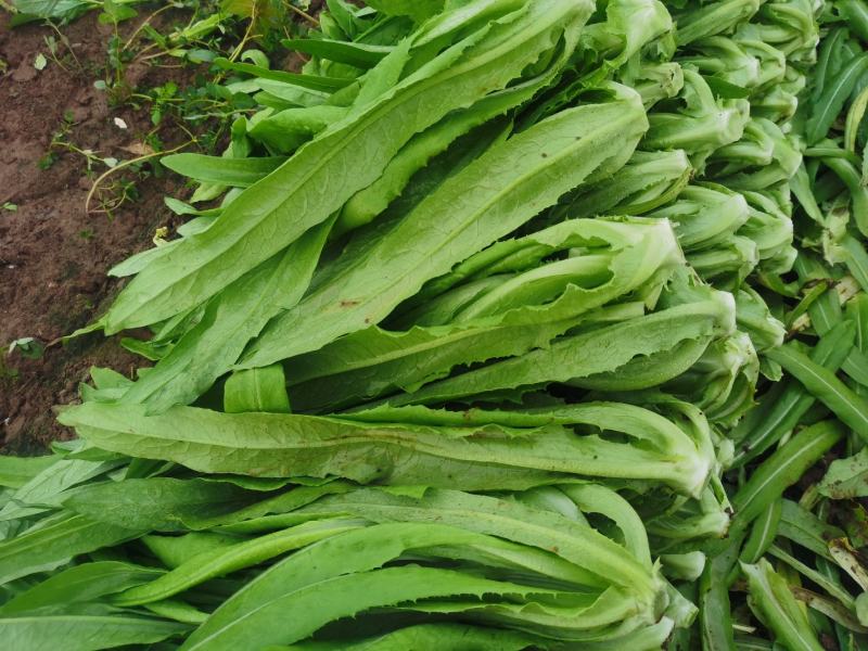 油麦菜20~25cm以上春季油麦已大量上市