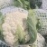 白花菜已上市质优价廉。欢迊新老客户预购前来定购。