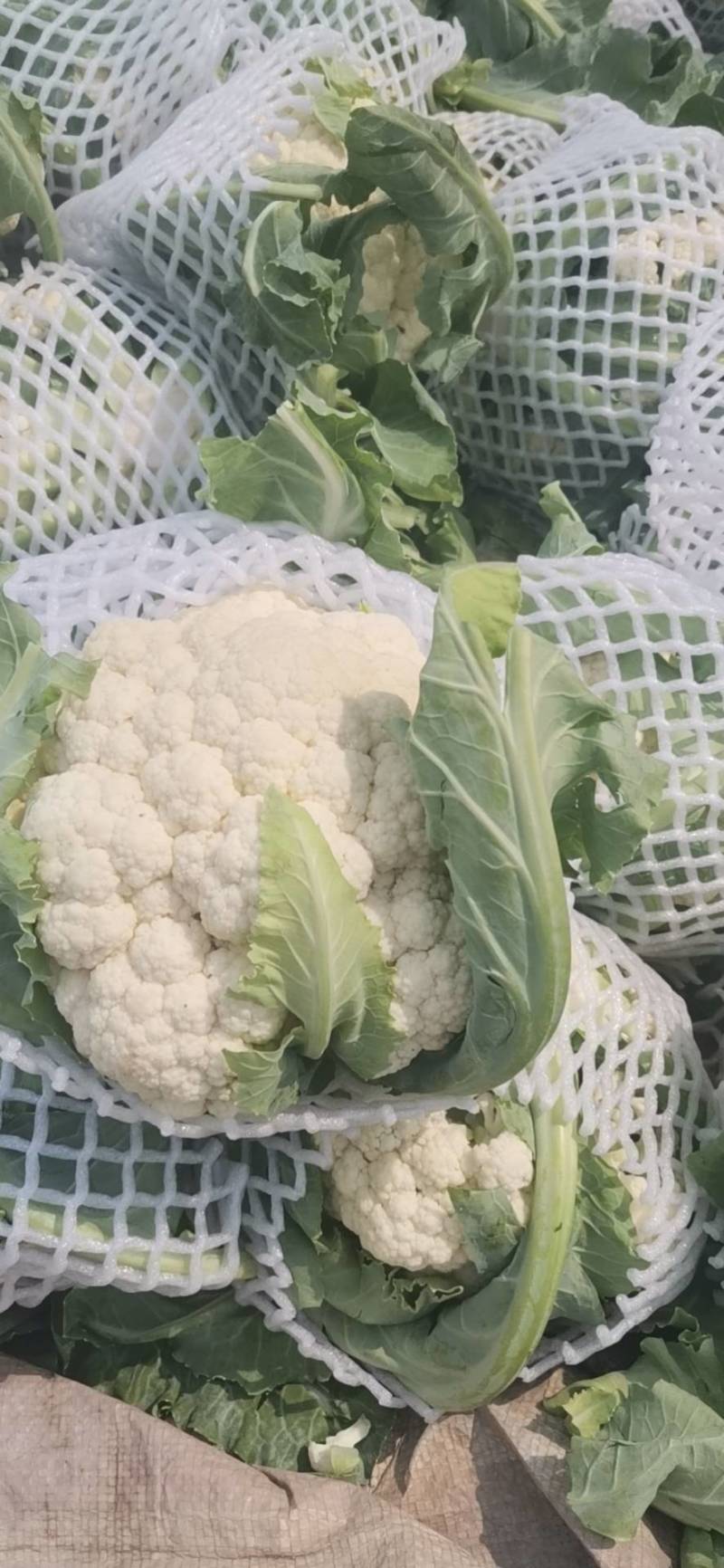 白花菜已上市质优价廉。欢迊新老客户预购前来定购。