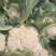 白花菜已上市质优价廉。欢迊新老客户预购前来定购。