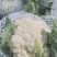 白花菜已上市质优价廉。欢迊新老客户预购前来定购。