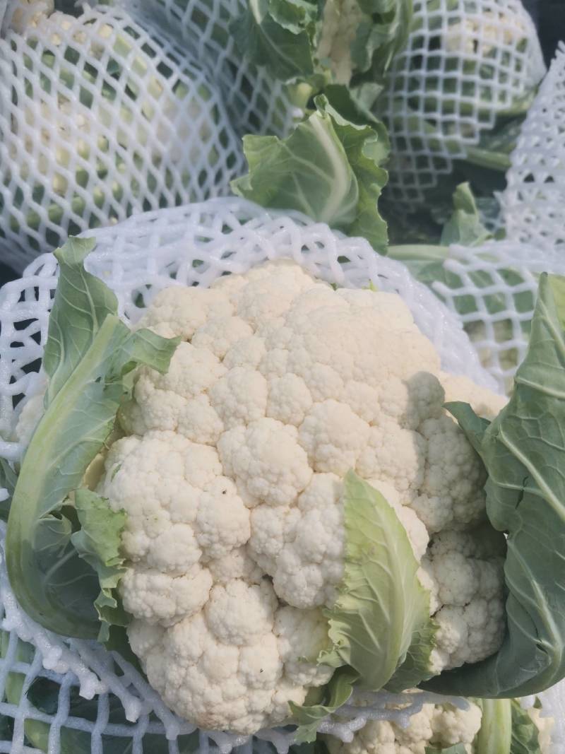 白花菜已上市质优价廉。欢迊新老客户预购前来定购。