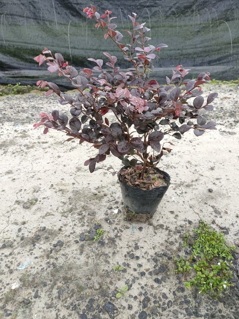 「有好货」红花继木量大价格从优欢迎选购