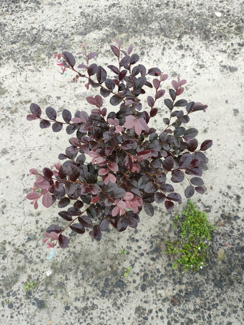 「有好货」红花继木量大价格从优欢迎选购