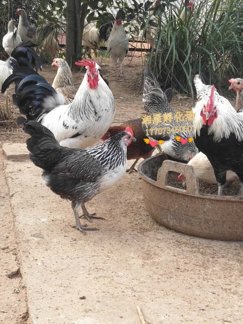 厂家直销鹊山鸡苗/纯种鹊山鸡苗/打了出壳疫苗