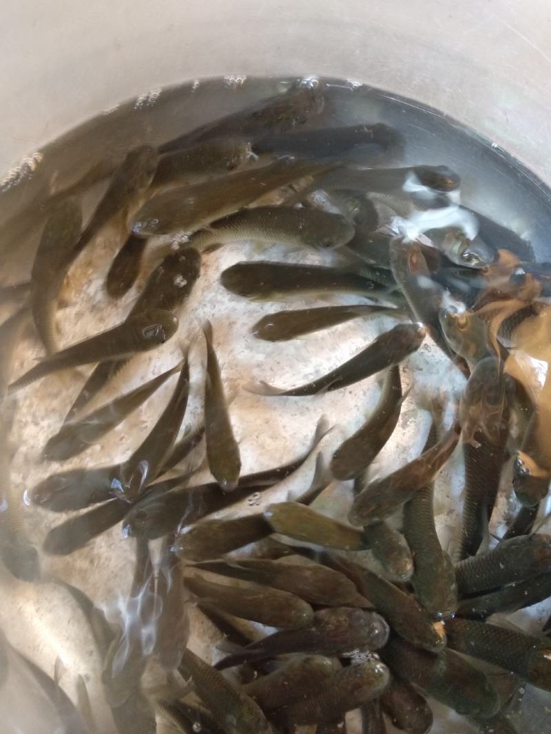 广草鱼苗，长势快，肉质好，量大从优，火爆出售中。