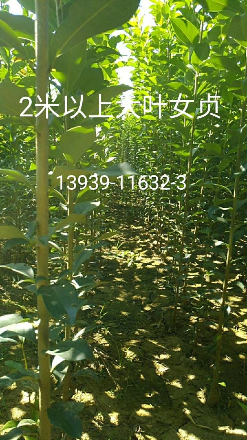 大叶女贞苗80cm以上可以直接定植苗圃