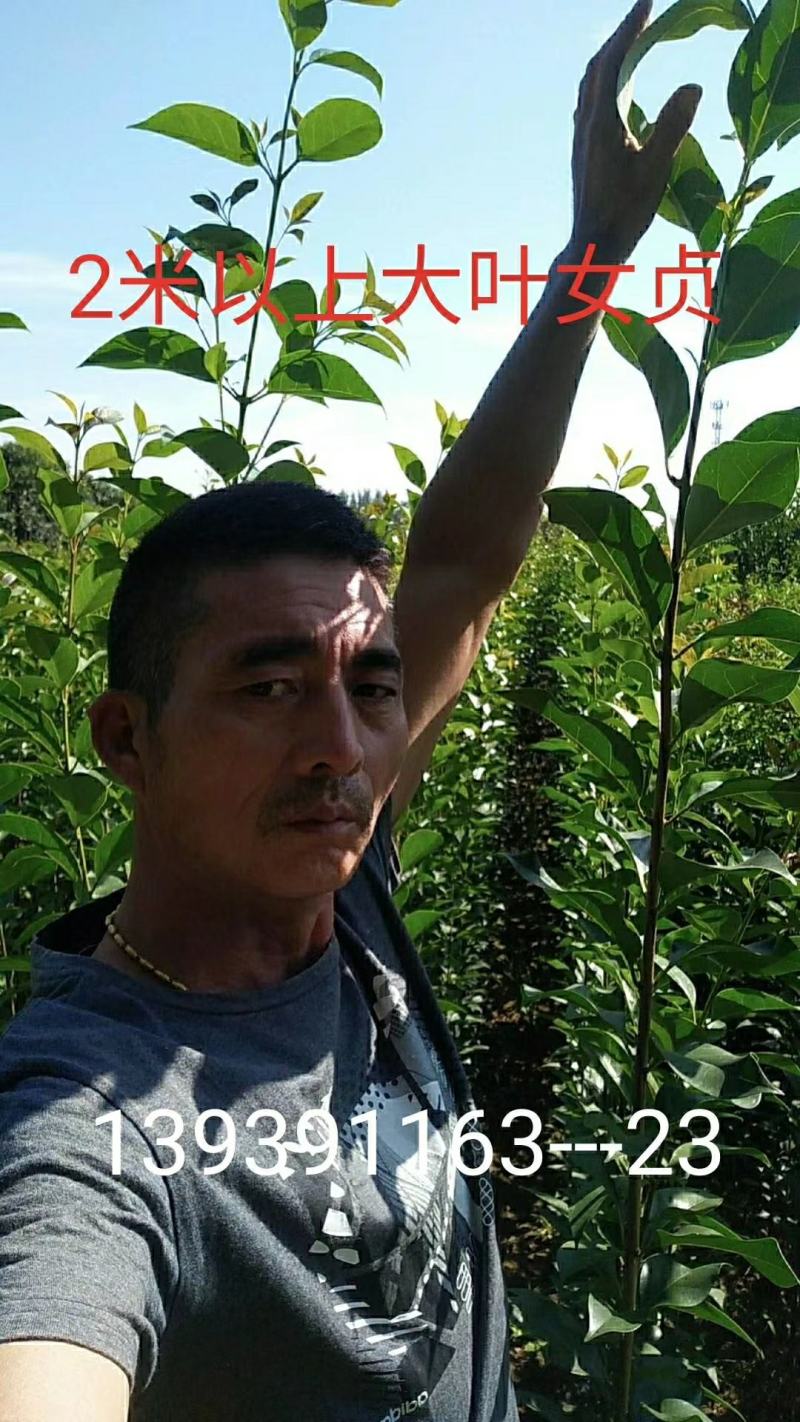 大叶女贞苗80cm以上可以直接定植苗圃