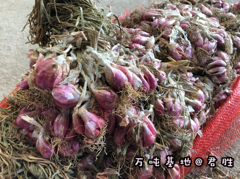 2021年云南红葱头剪好带苗均有现货