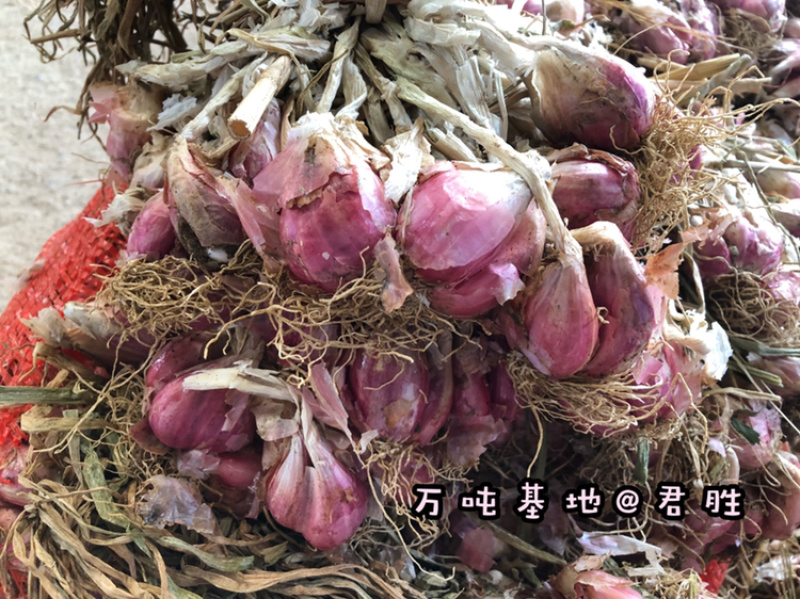 2021年云南红葱头剪好带苗均有现货