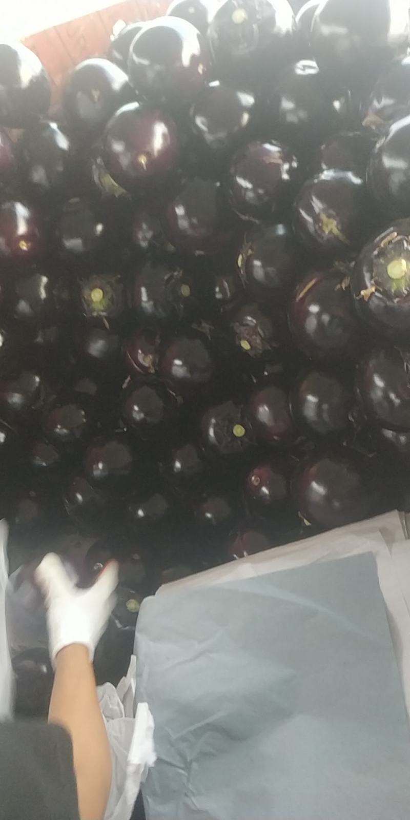 山东莘县瓜果蔬菜基地紫光圆茄大量上市，期待你的到来！