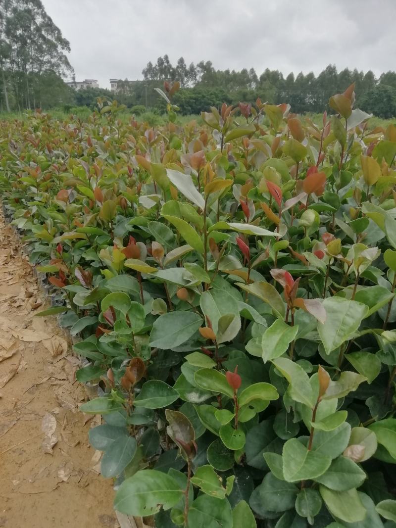 油茶杯苗，大果油茶苗，基地直供批发，油茶营养小杯苗