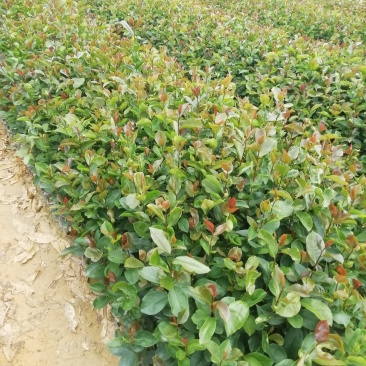 油茶杯苗，大果油茶苗，基地直供批发，油茶营养小杯苗